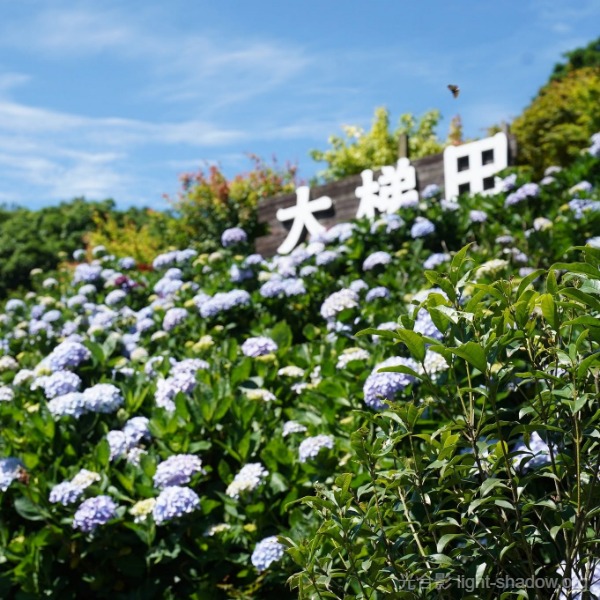 陽明山的大梯田繡球花園