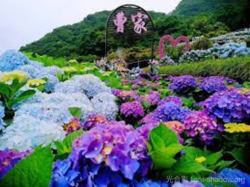 曹家花田香繡球花園