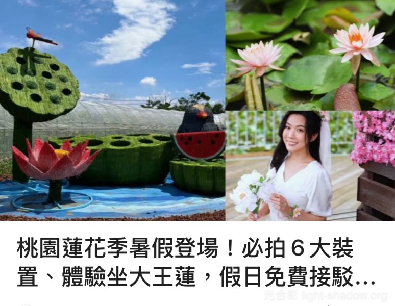 桃園觀音蓮花季